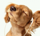 犬の気持ち | 音楽は理解できる？
