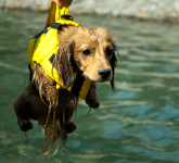 犬はみんな犬かきができる？泳ぐ練習のやり方は？