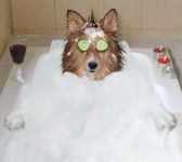 犬の薬浴とは？アレルギー性皮膚炎の皮膚と被毛のケアの方法や頻度！